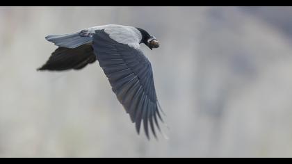 Hooded Crow