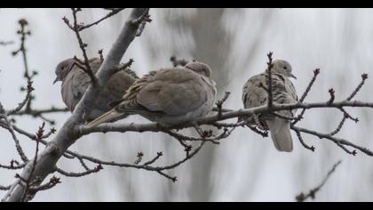 Eurasian Collared Dove