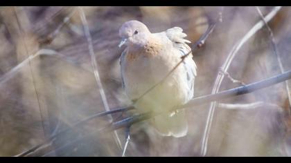 Laughing Dove