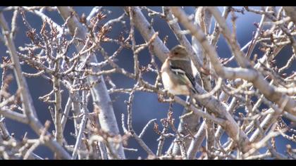 Common Chaffinch