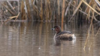 Little Grebe
