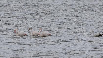Greater Flamingo