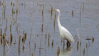 Büyük ak balıkçıl