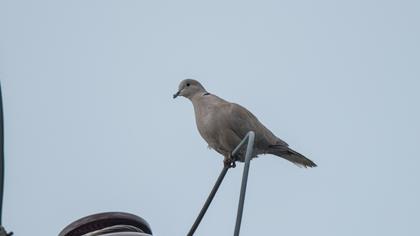 Eurasian Collared Dove