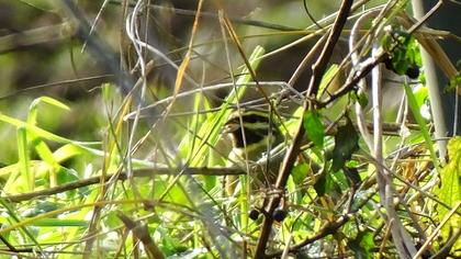 Cirl Bunting