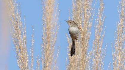 Delicate prinia