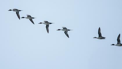 Northern Pintail