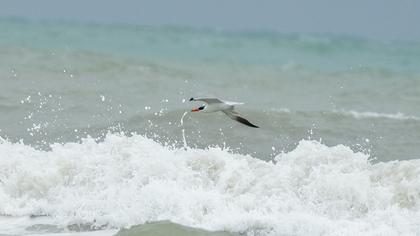 Caspian Tern