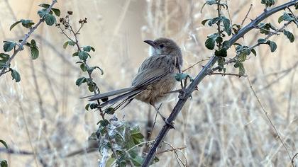 Iraq Babbler