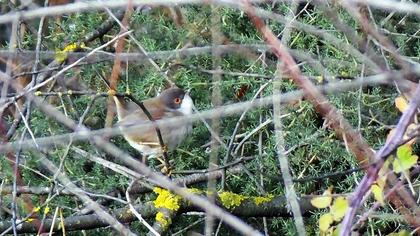 Sardinian Warbler