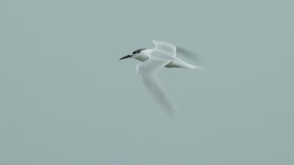 Sandwich Tern