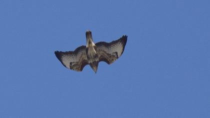 Common Buzzard