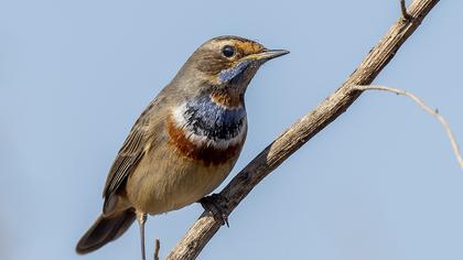 Bluethroat