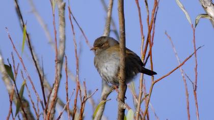 Dunnock
