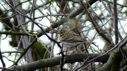 Meadow Pipit