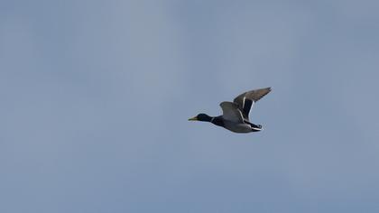 Mallard