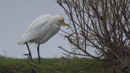 Western Cattle Egret