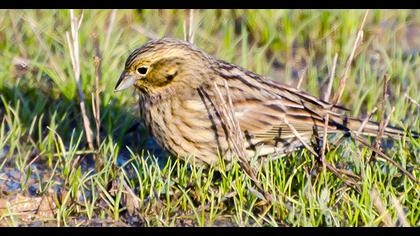 Cirl Bunting