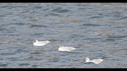 Black-headed Gull