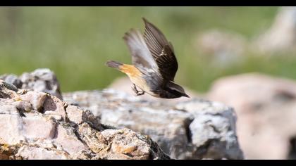 Red-tailed Wheatear
