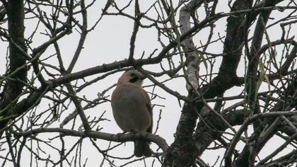 Eurasian Jay