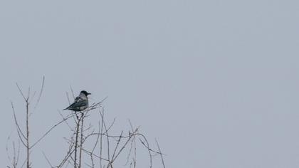 Hooded Crow