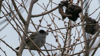Eurasian Blackcap