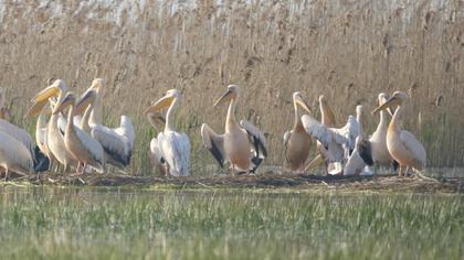 Great White Pelican
