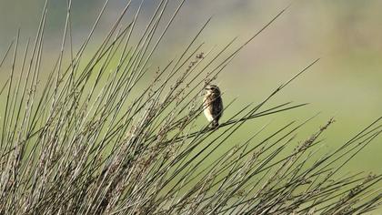Whinchat