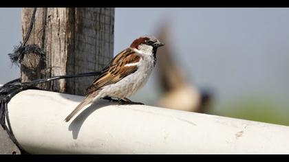 House Sparrow