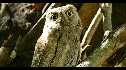 Eurasian Scops Owl