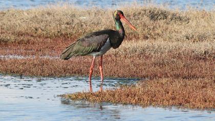 Black Stork