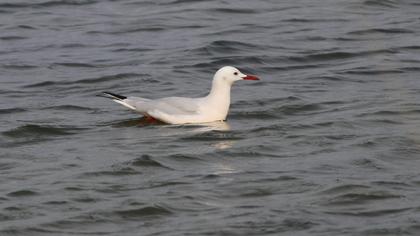 Slender-billed Gull