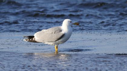 Yellow-legged Gull