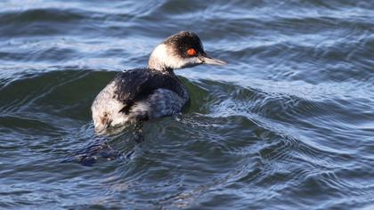 Karaboyunlu batağan