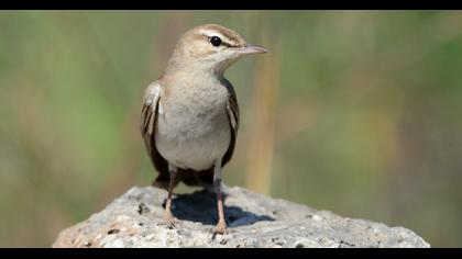 Rufous-tailed Scrub Robin