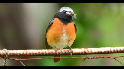 Common Redstart