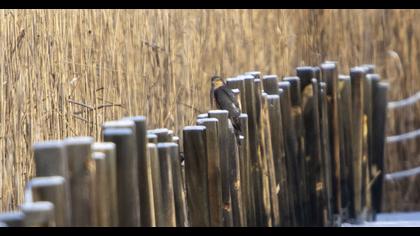 Eurasian Sparrowhawk