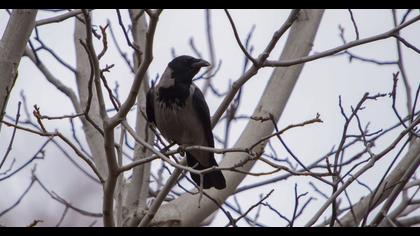 Hooded Crow