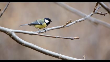 Great Tit