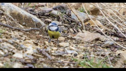Eurasian Blue Tit