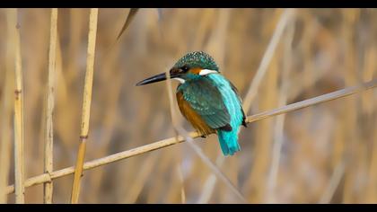 Common Kingfisher