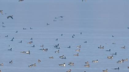 Red-crested Pochard