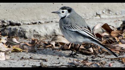 White Wagtail