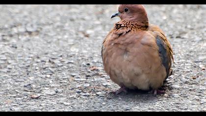 Laughing Dove