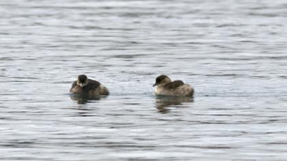 Little Grebe