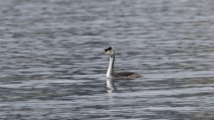 Great Crested Grebe