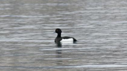 Tufted Duck