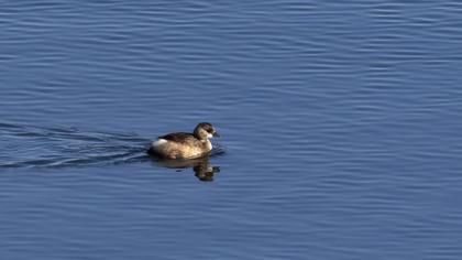 Little Grebe