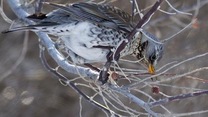 Fieldfare